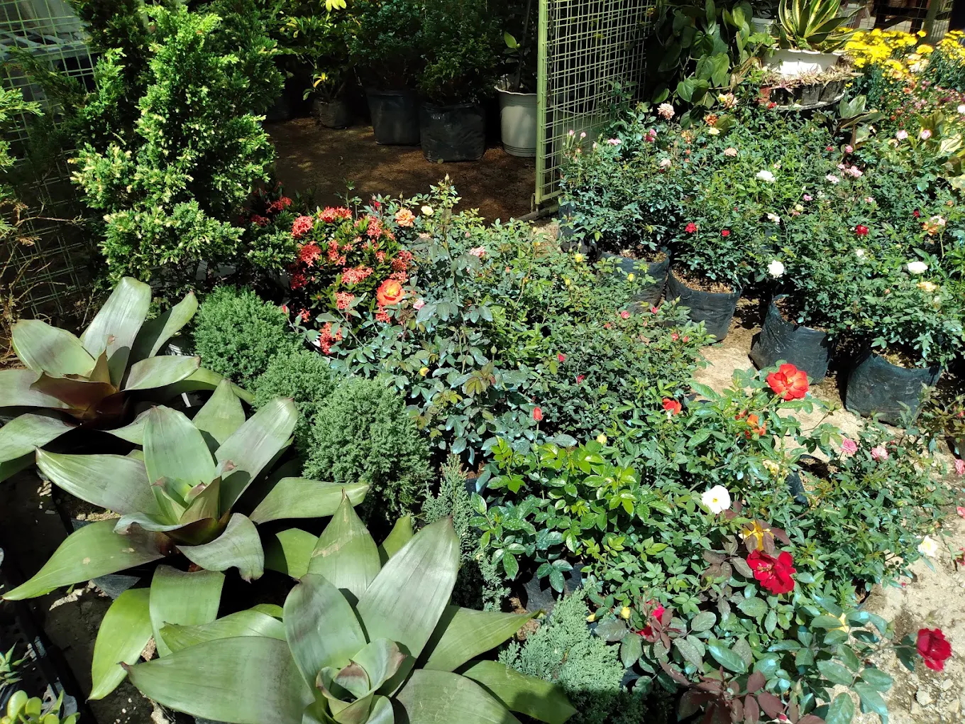 BSU Orchidarium and Ornamental