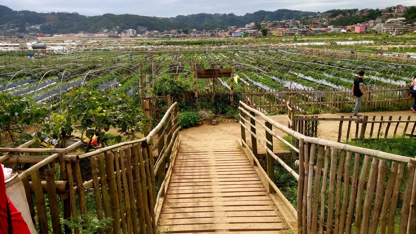 Strawberry Farm