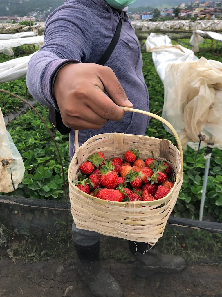 Strawberry Farm