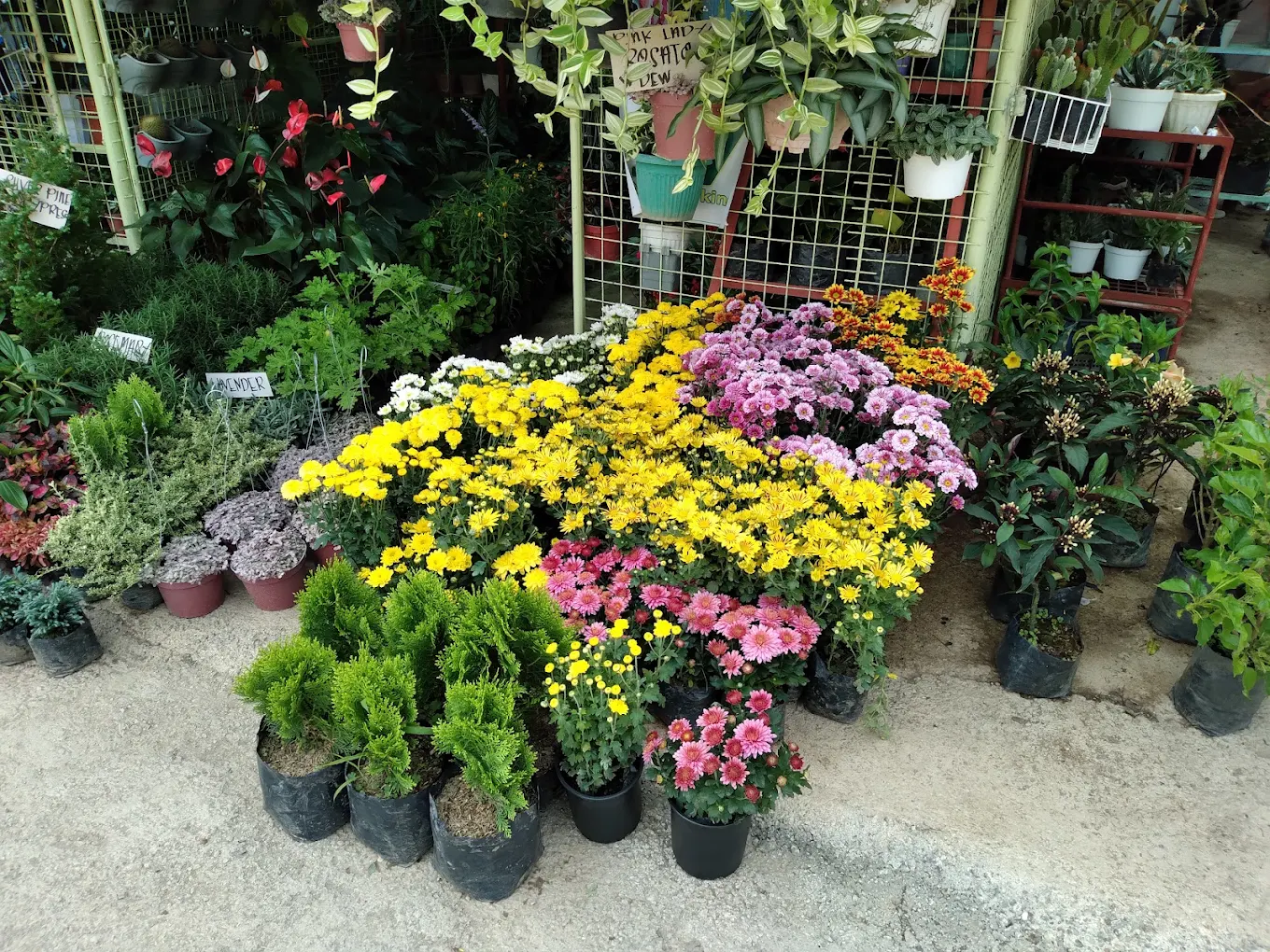 BSU Orchidarium and Ornamental