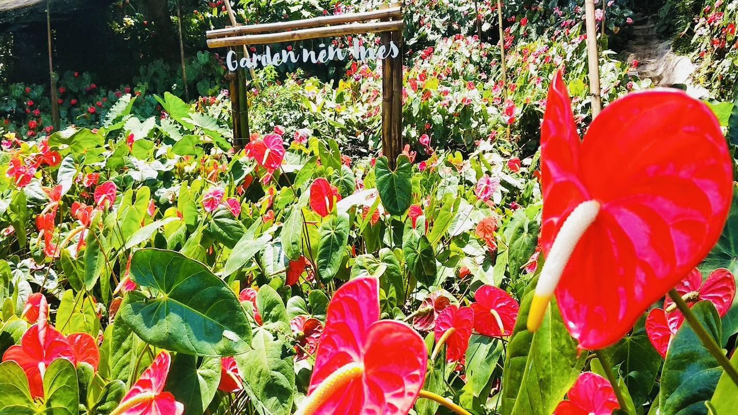 Garden nén Ines