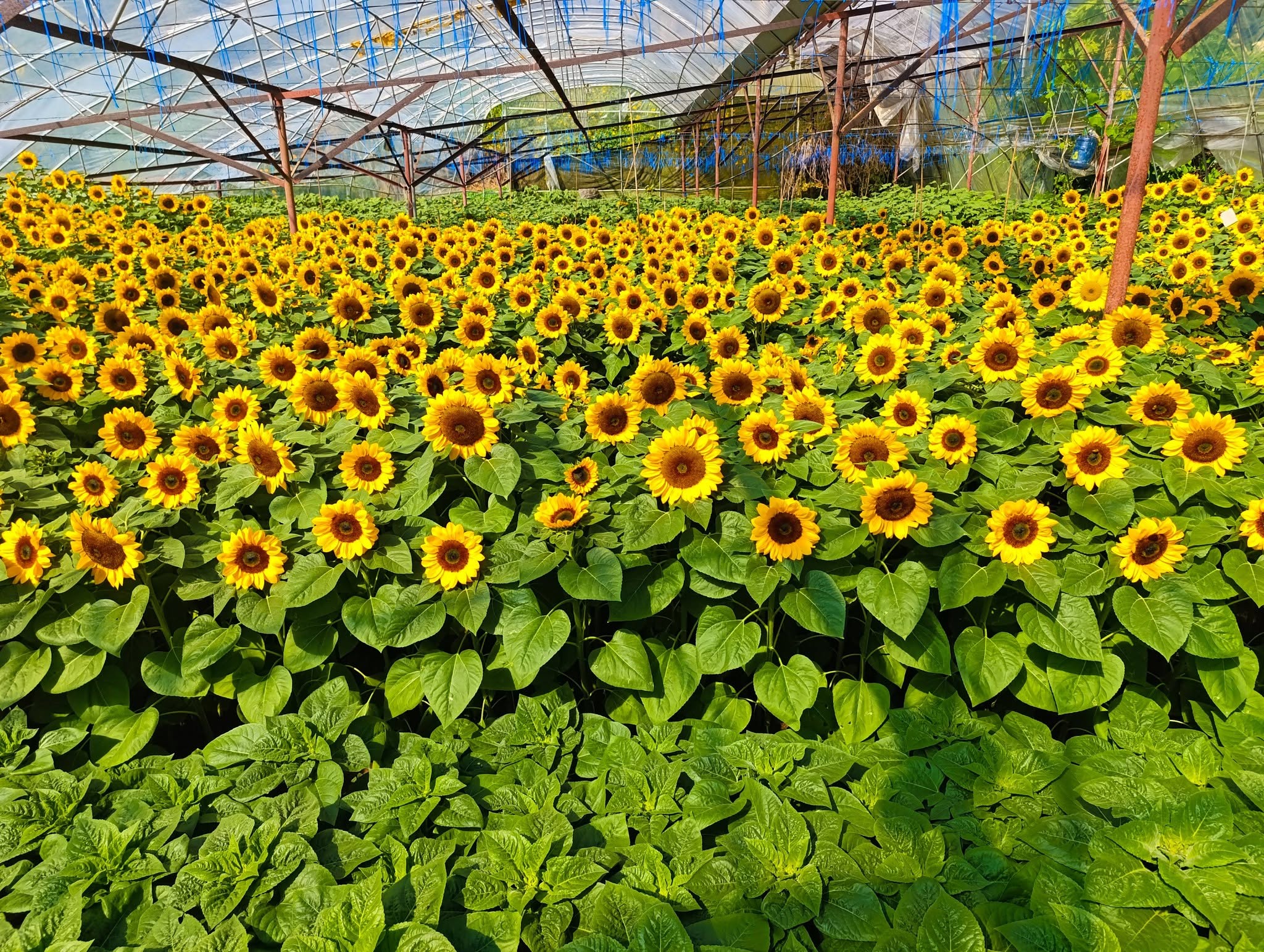 DarJane's Garden