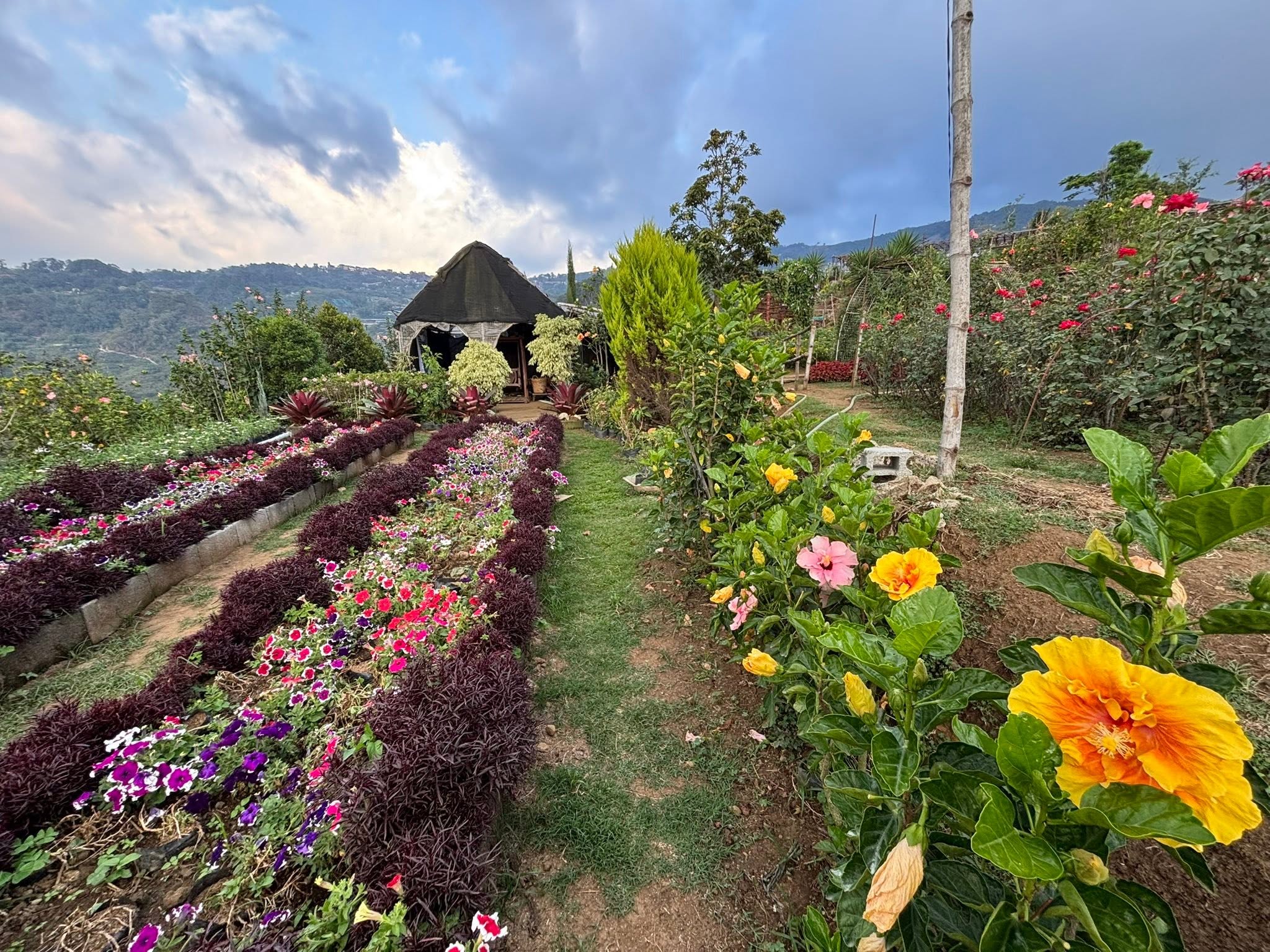 Bahong Flower Gardens (Rose & Sunflower Farms)