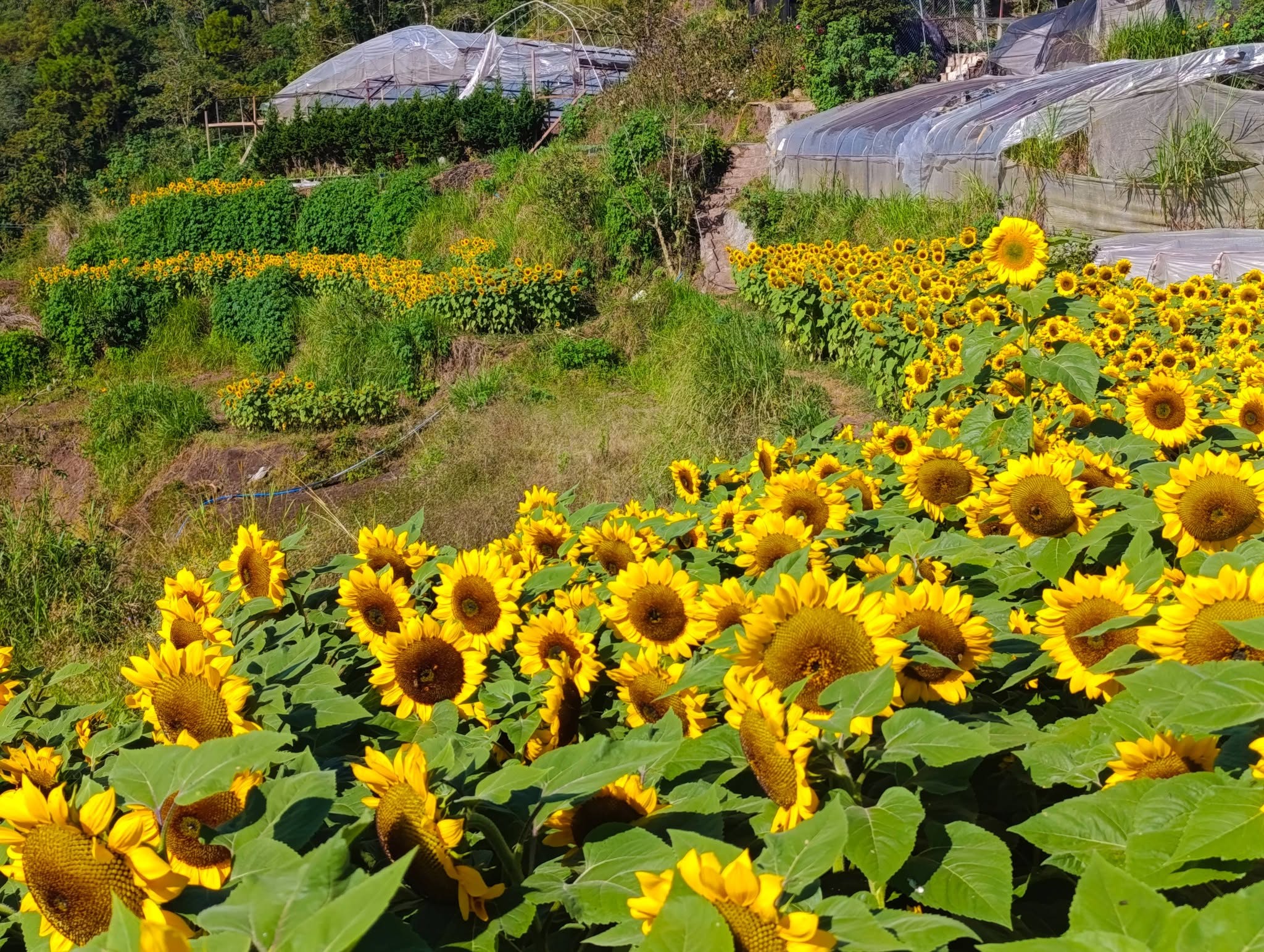 DarJane's Garden