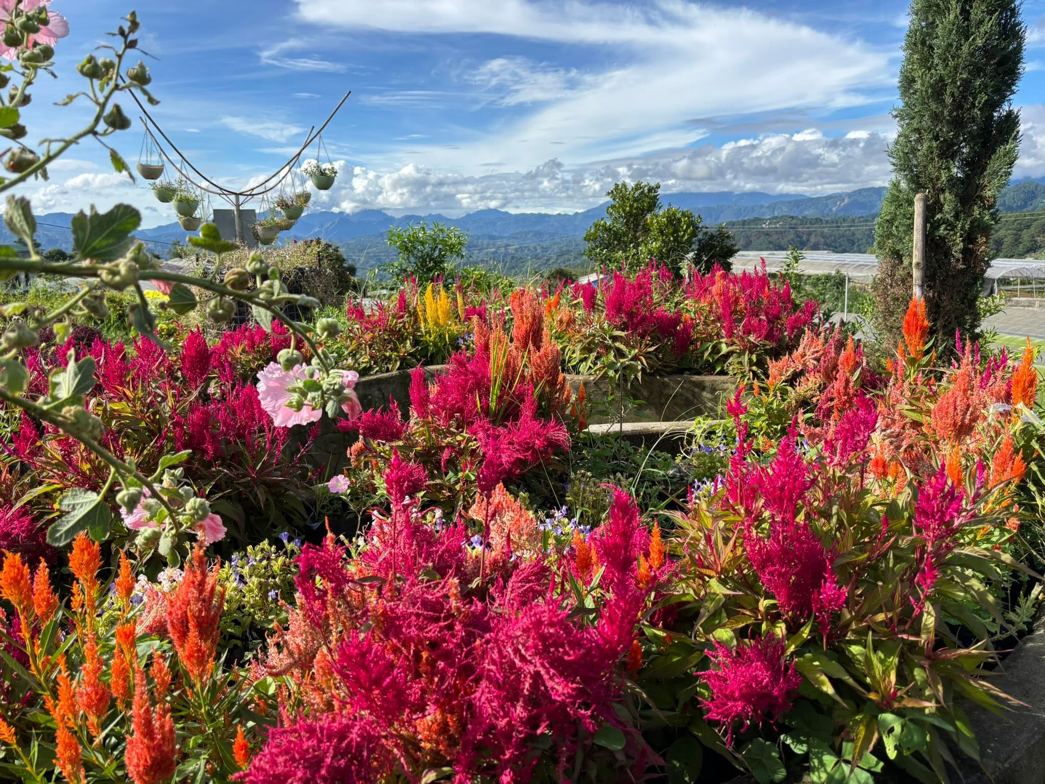 Bahong Flower Gardens (Rose & Sunflower Farms)
