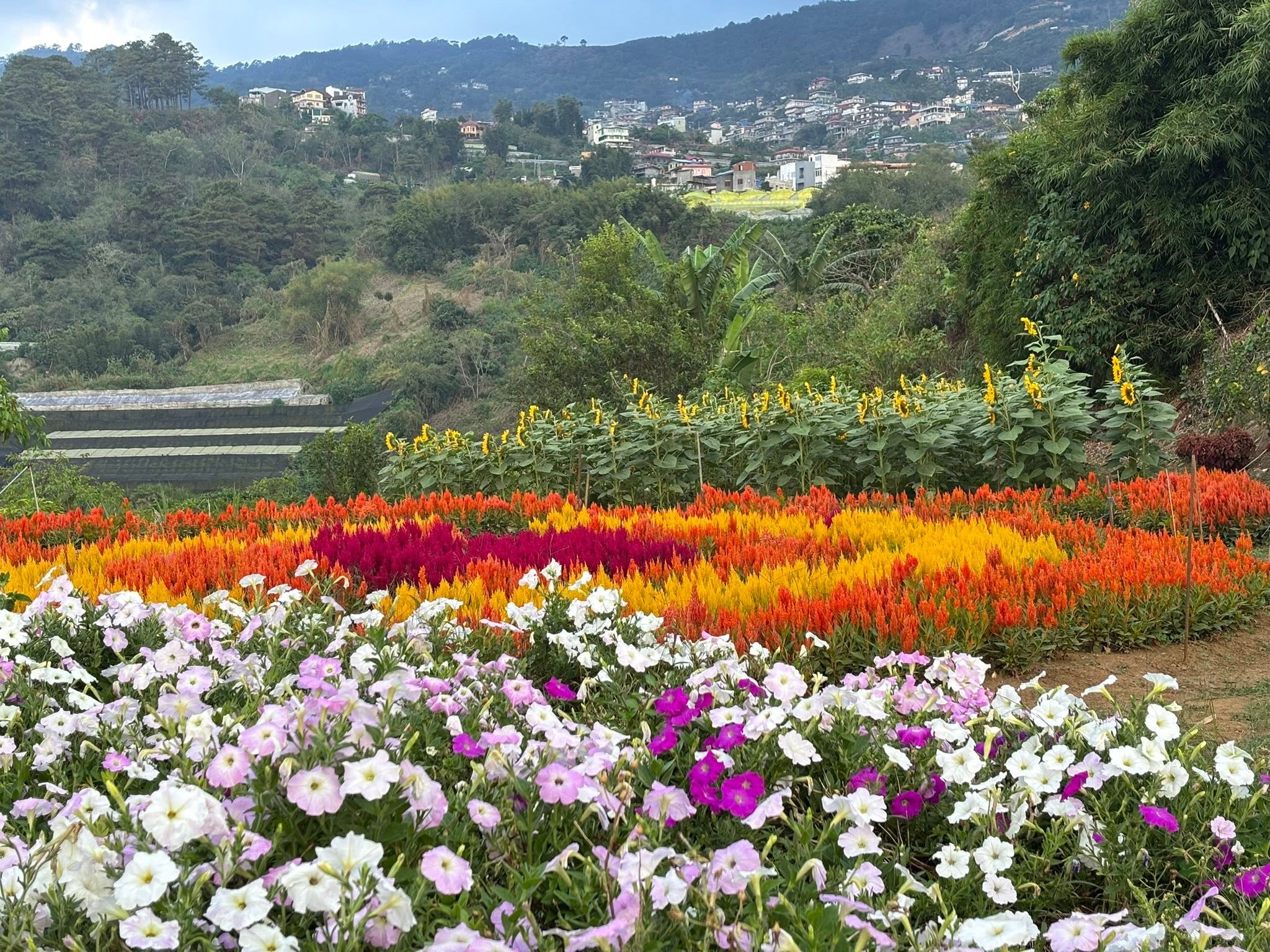 Bahong Flower Gardens (Rose & Sunflower Farms)