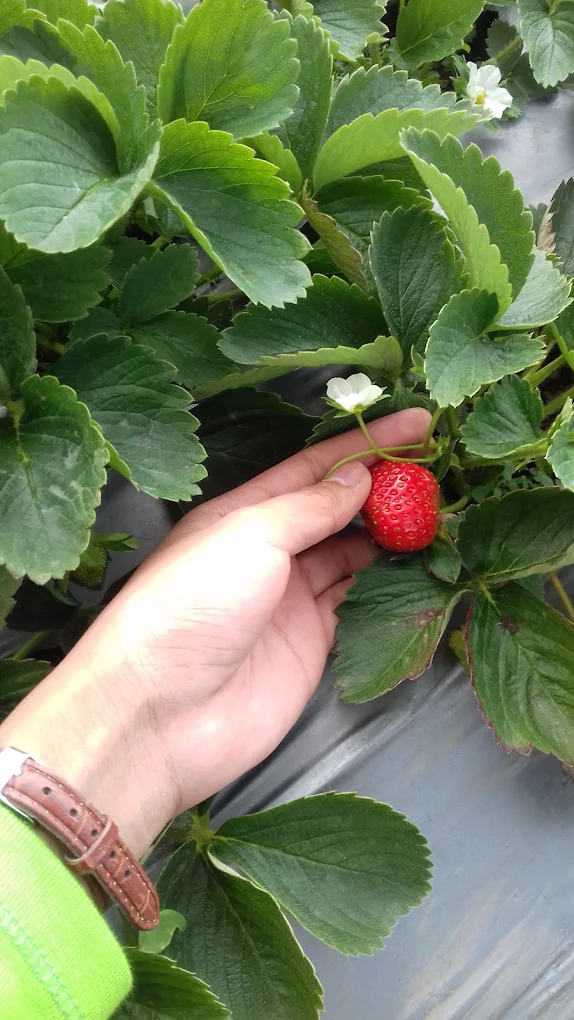 Strawberry Farm