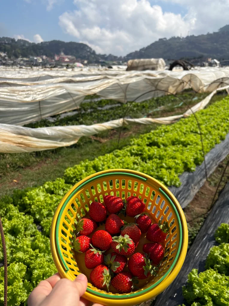 Strawberry Farm