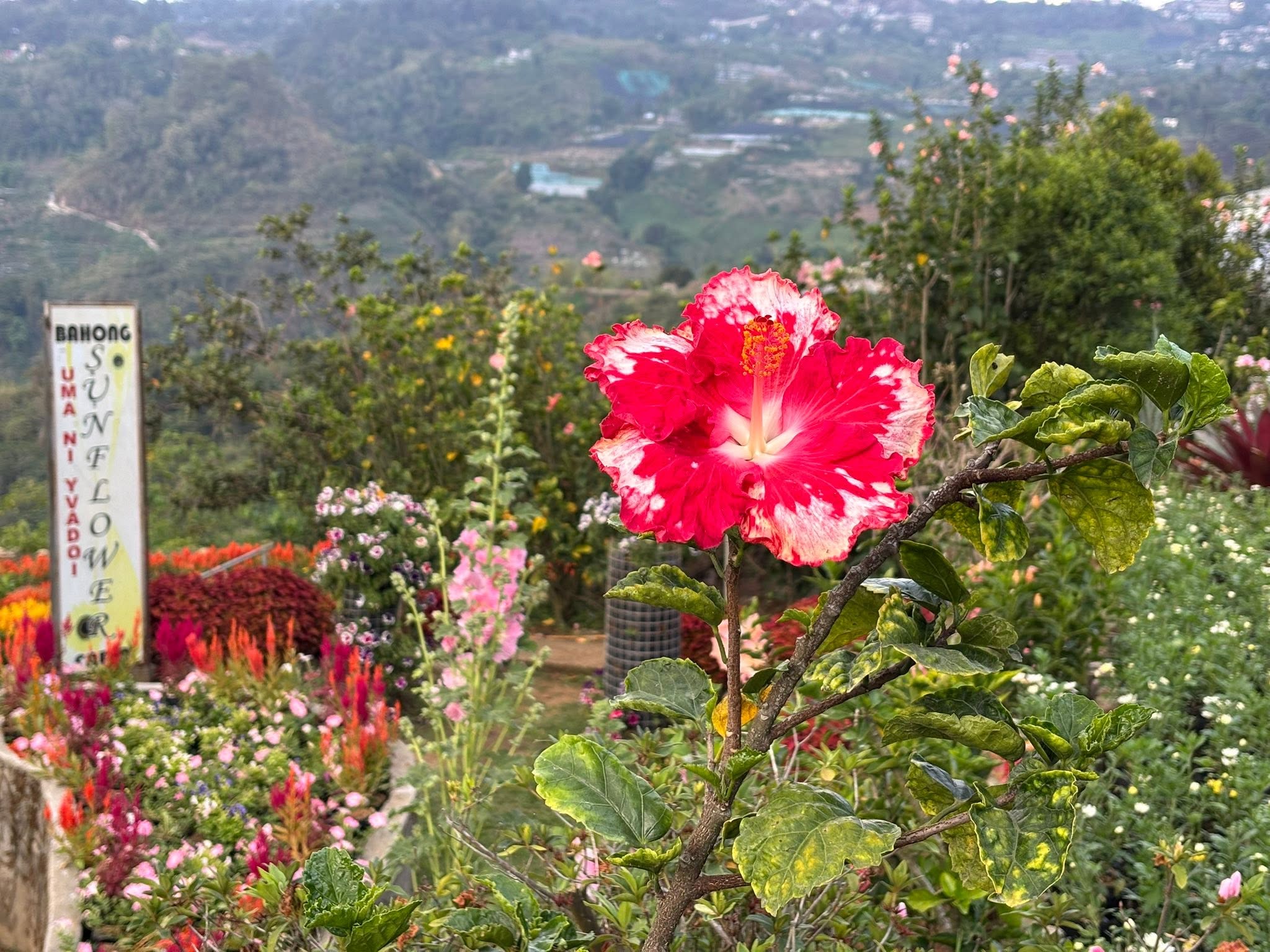 Bahong Flower Gardens (Rose & Sunflower Farms)