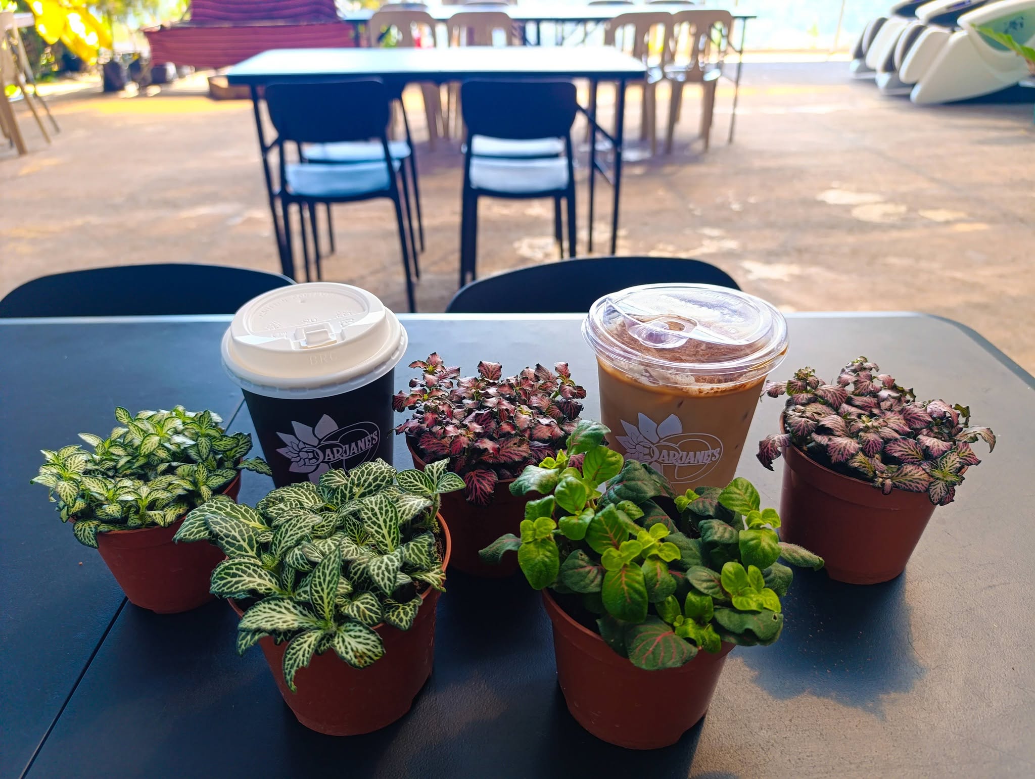 DarJane's Garden