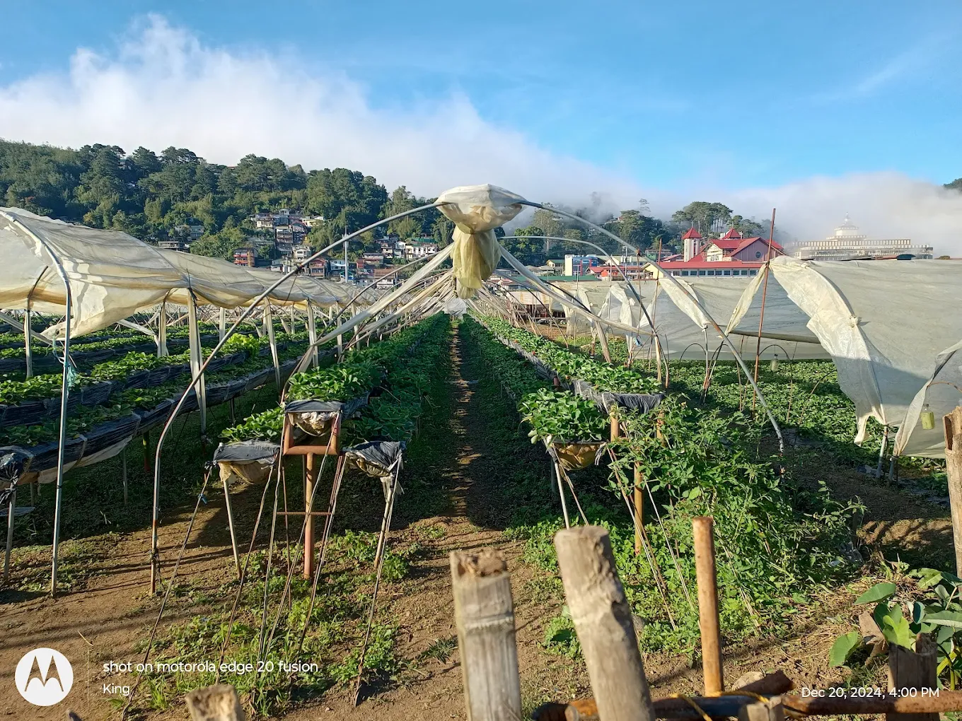 Strawberry Farm