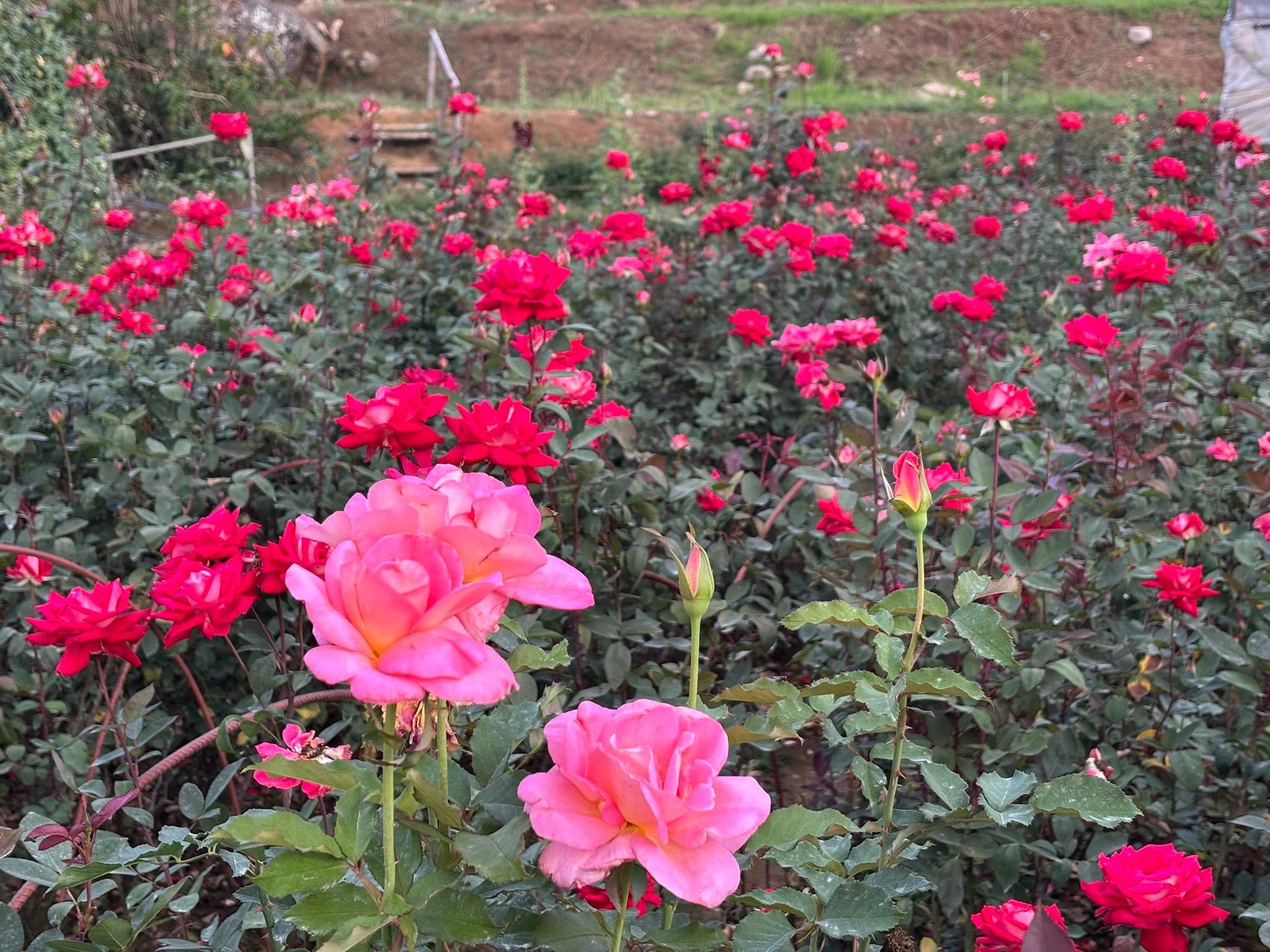 Bahong Flower Gardens (Rose & Sunflower Farms)