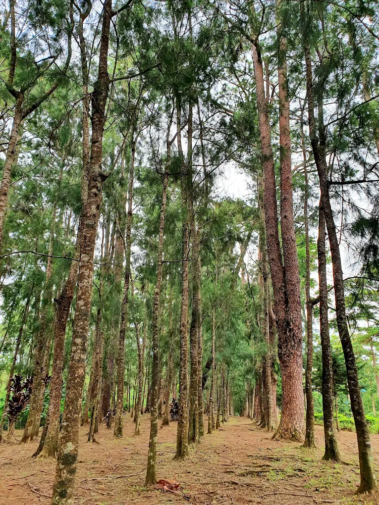 Wright Park