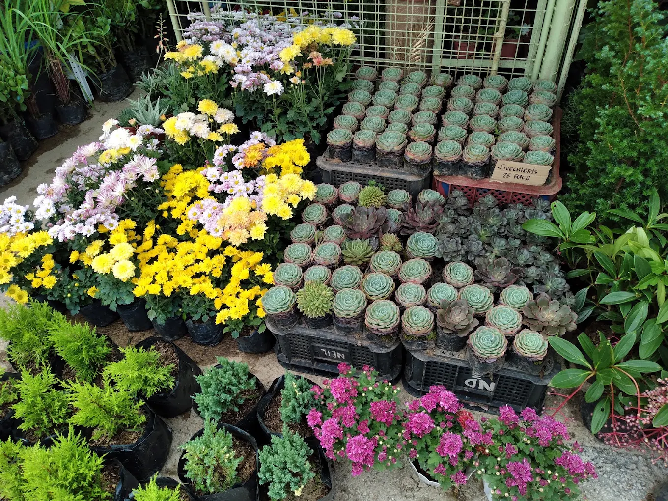 BSU Orchidarium and Ornamental