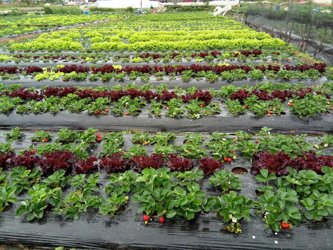 Strawberry Farm