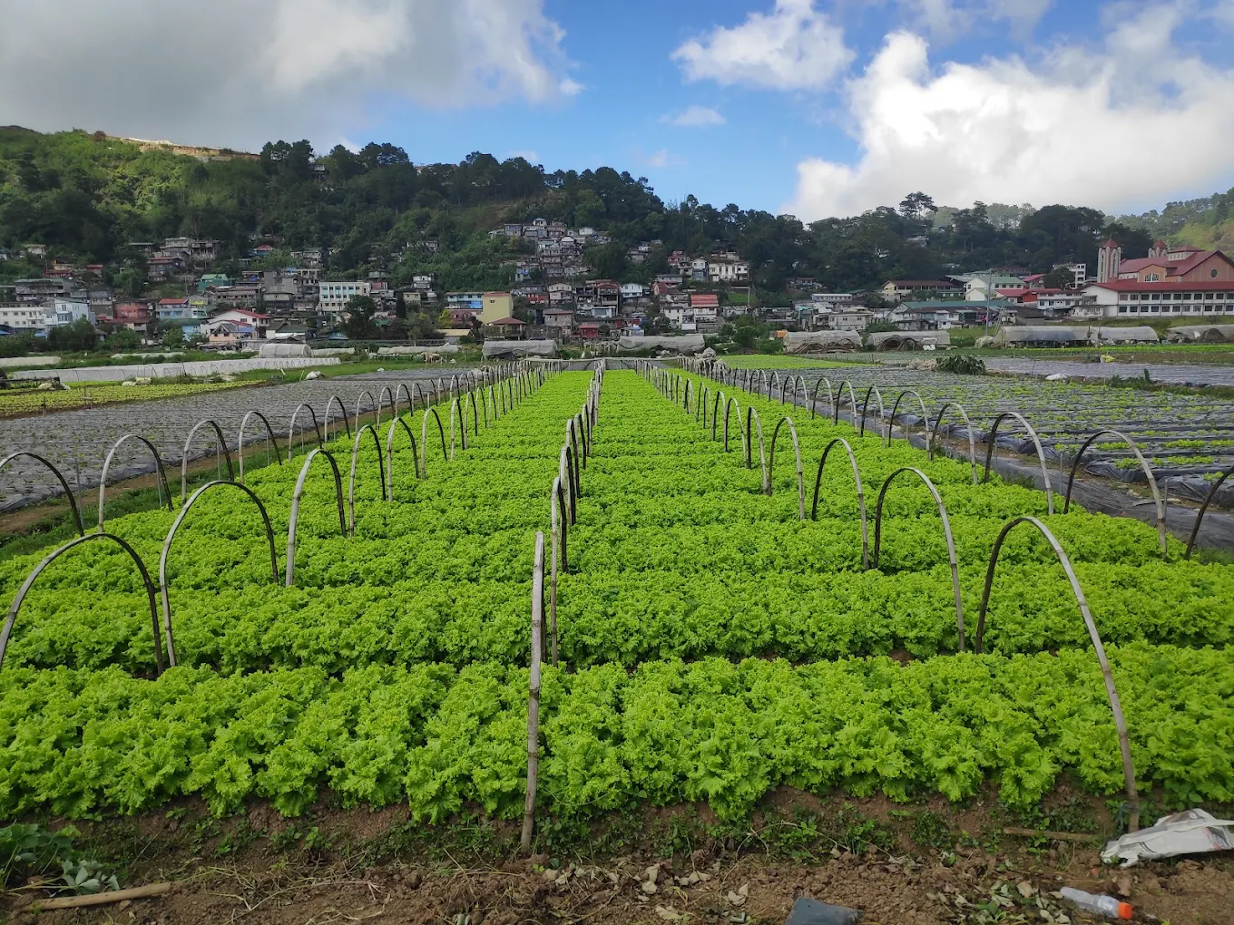 Strawberry Farm