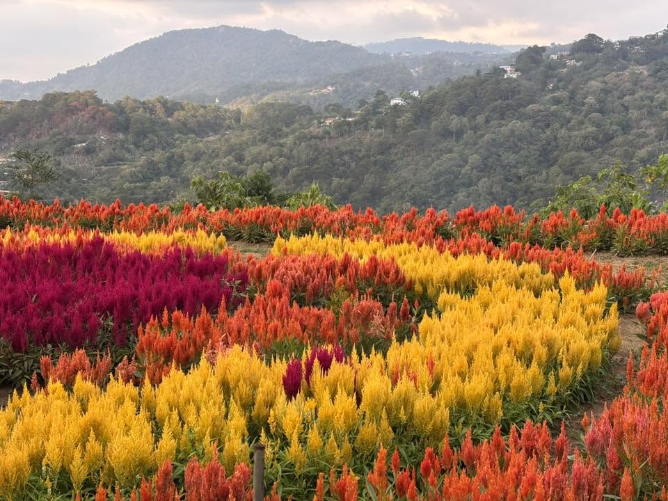 Bahong Flower Gardens (Rose & Sunflower Farms)