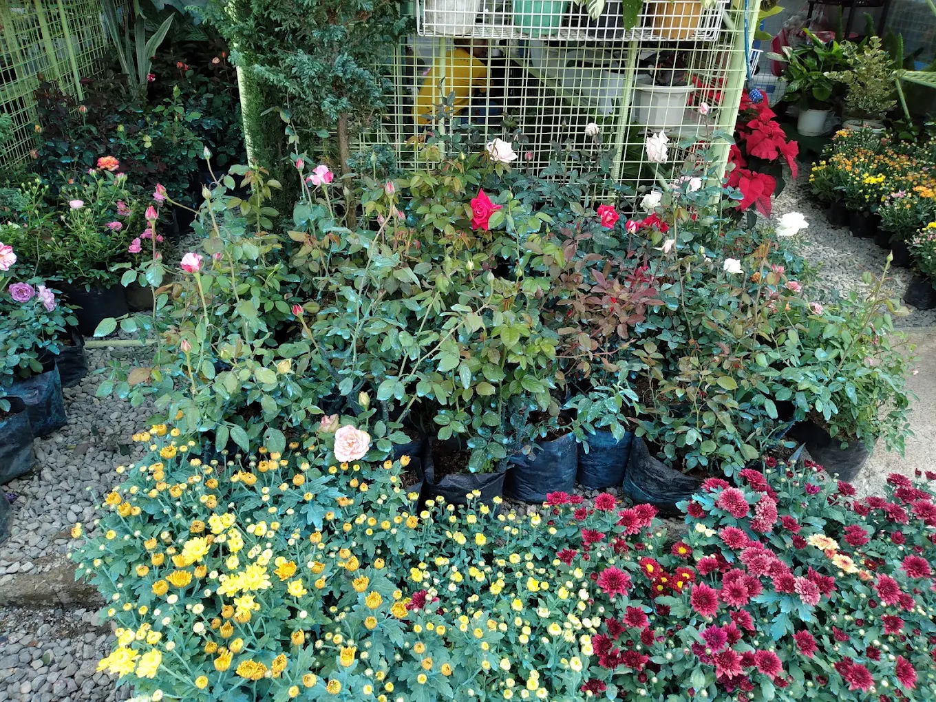 BSU Orchidarium and Ornamental