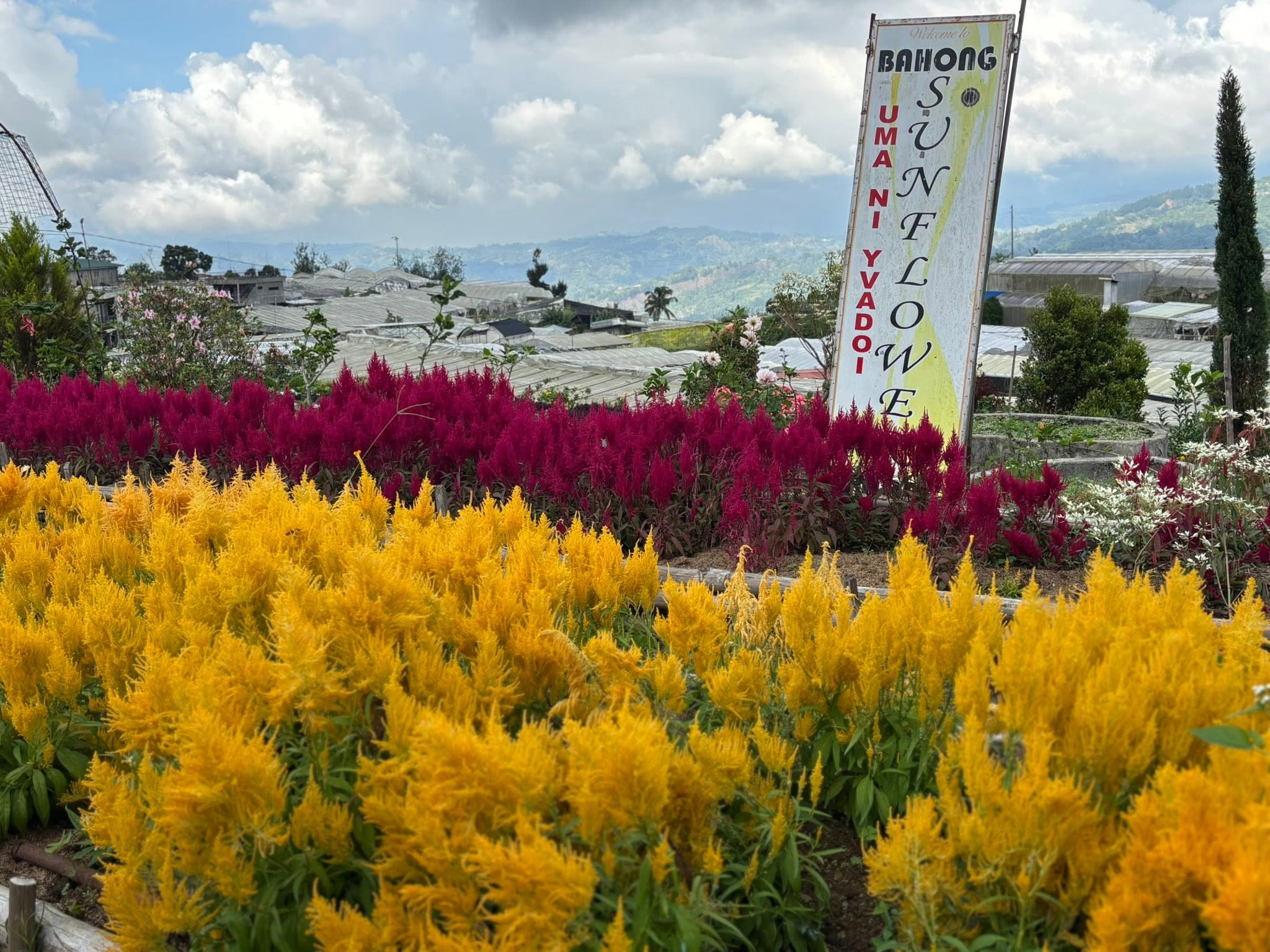 Bahong Flower Gardens (Rose & Sunflower Farms)