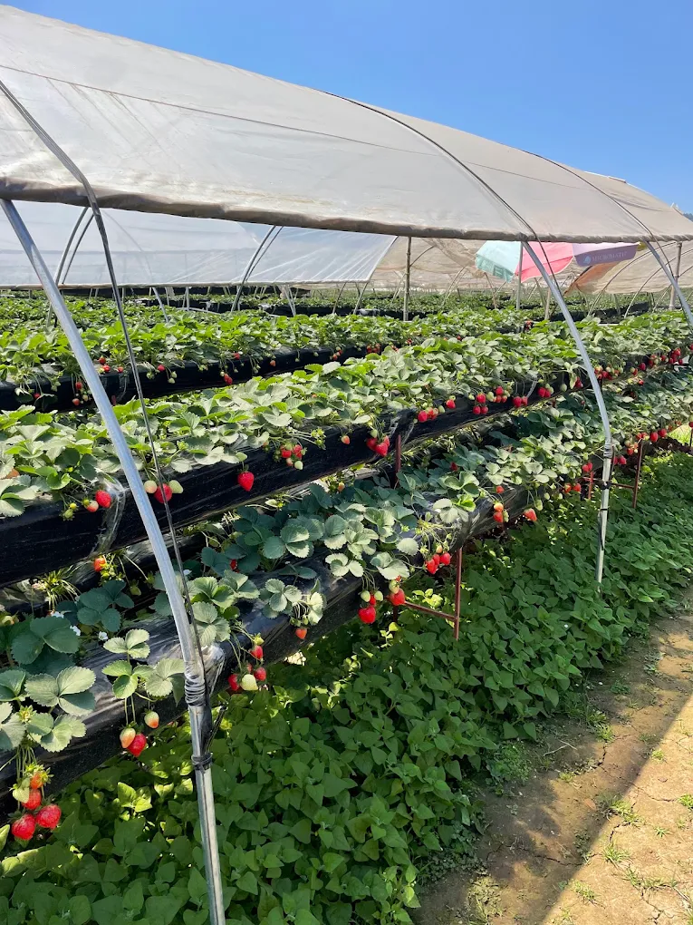 Strawberry Farm