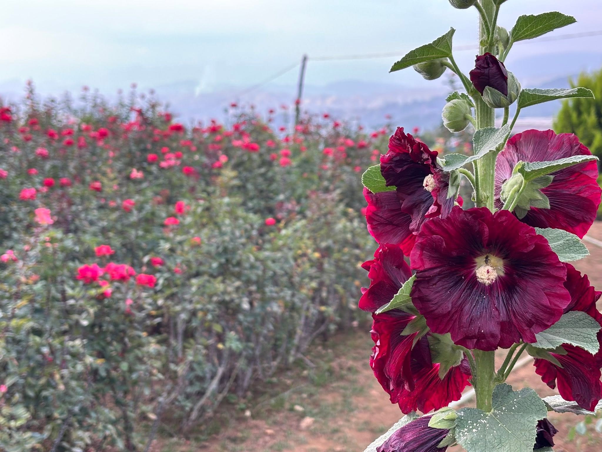Bahong Flower Gardens (Rose & Sunflower Farms)