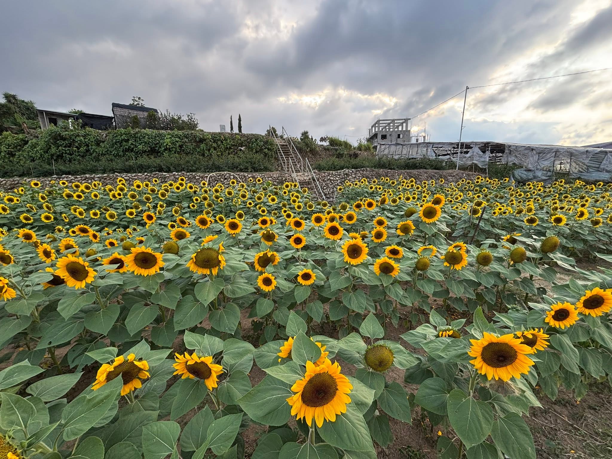 Bahong Flower Gardens (Rose & Sunflower Farms)