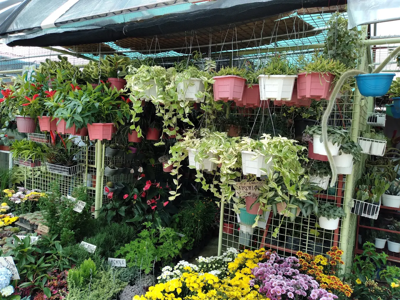 BSU Orchidarium and Ornamental